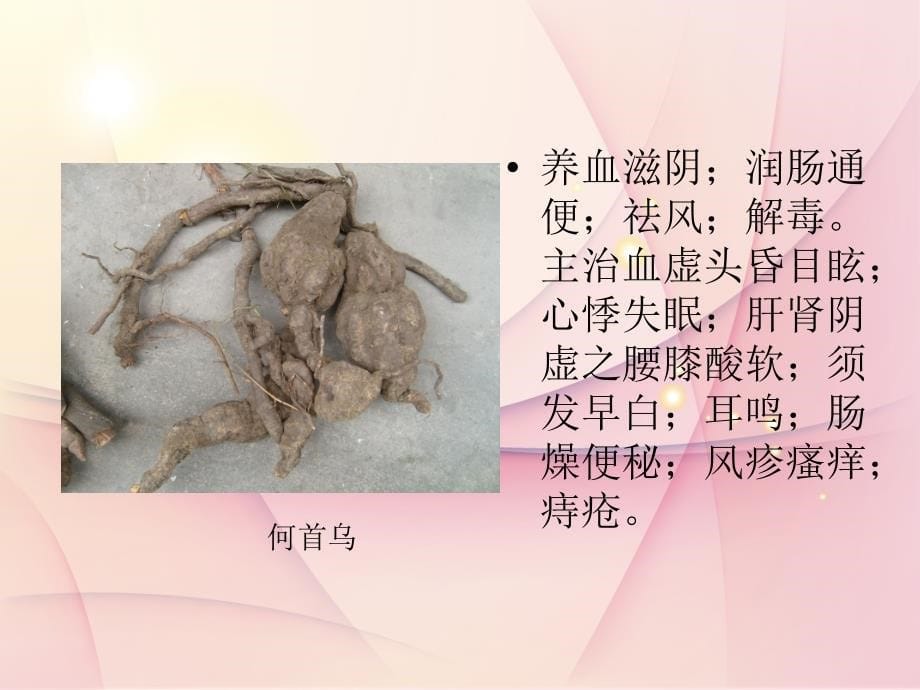 药用植物绪论ppt课件_第5页