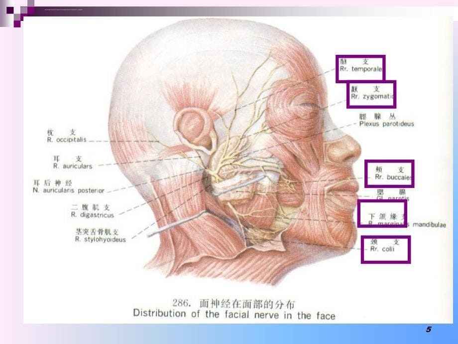 面神经炎诊治ppt课件_第5页