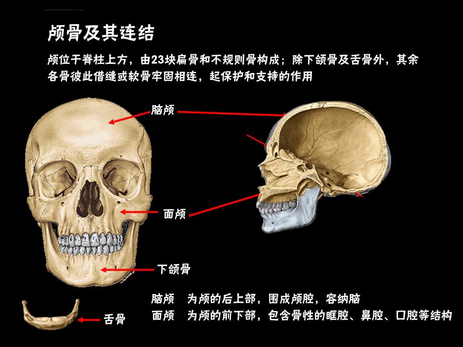 颅骨及其连结ppt课件_第2页