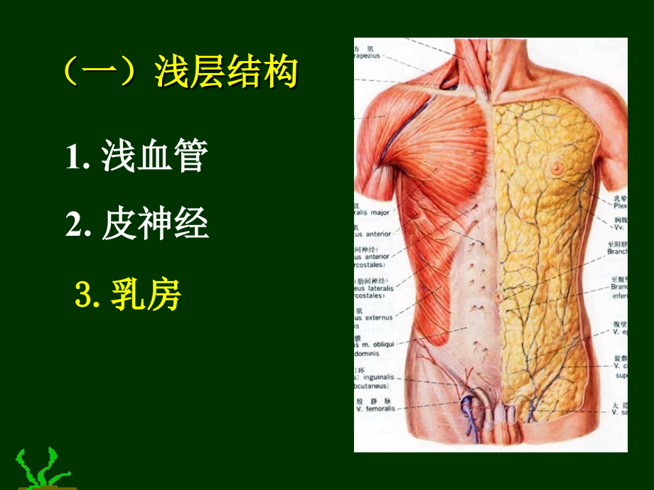 胸部解剖图谱ppt课件_第4页