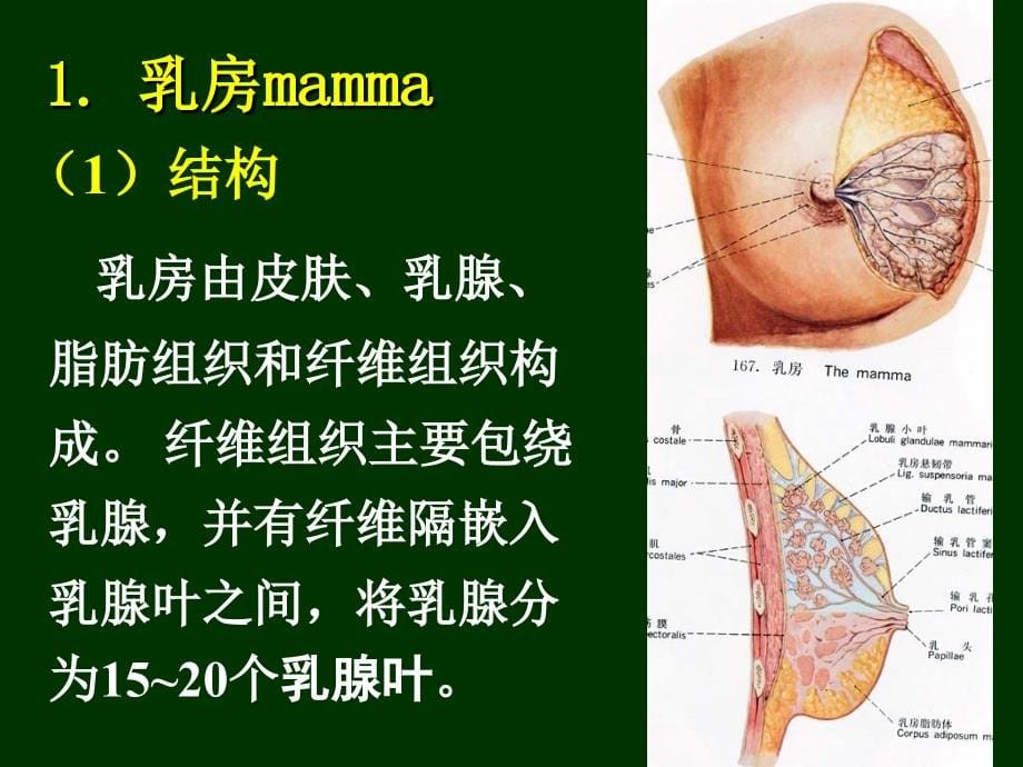 胸部解剖图谱ppt课件_第5页