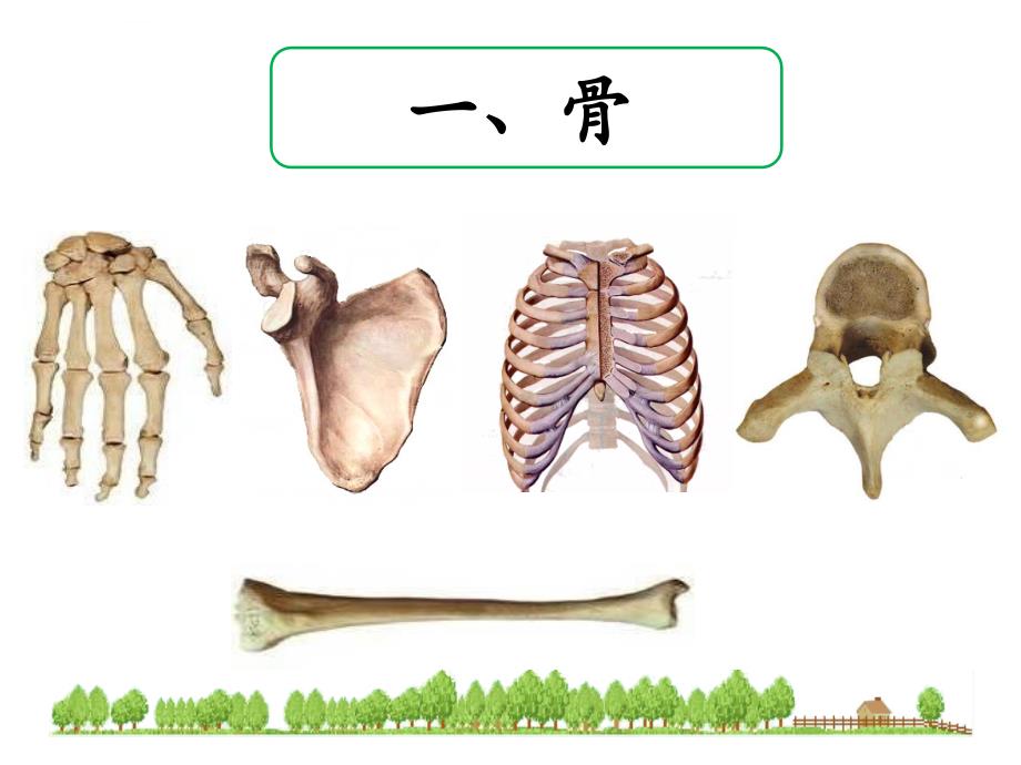 动物运动的形成ppt课件_第4页