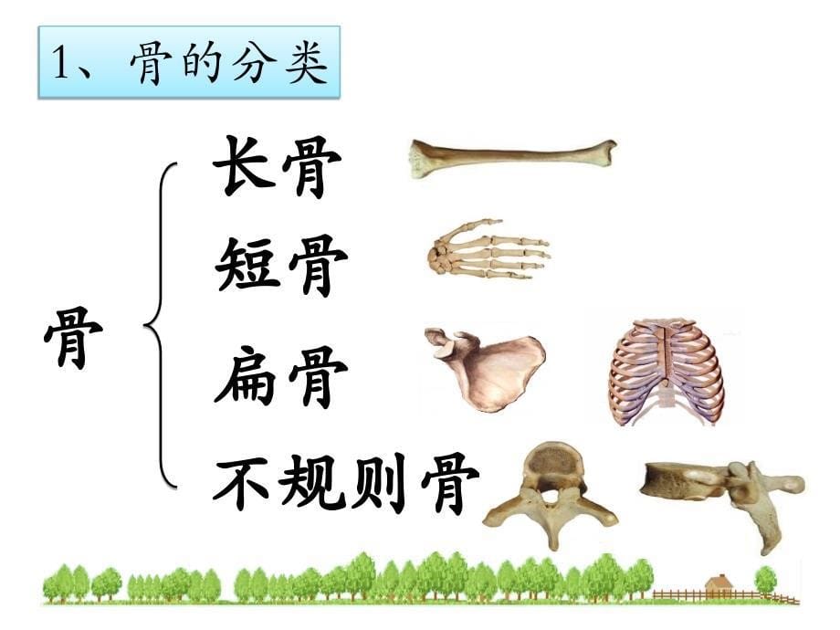 动物运动的形成ppt课件_第5页