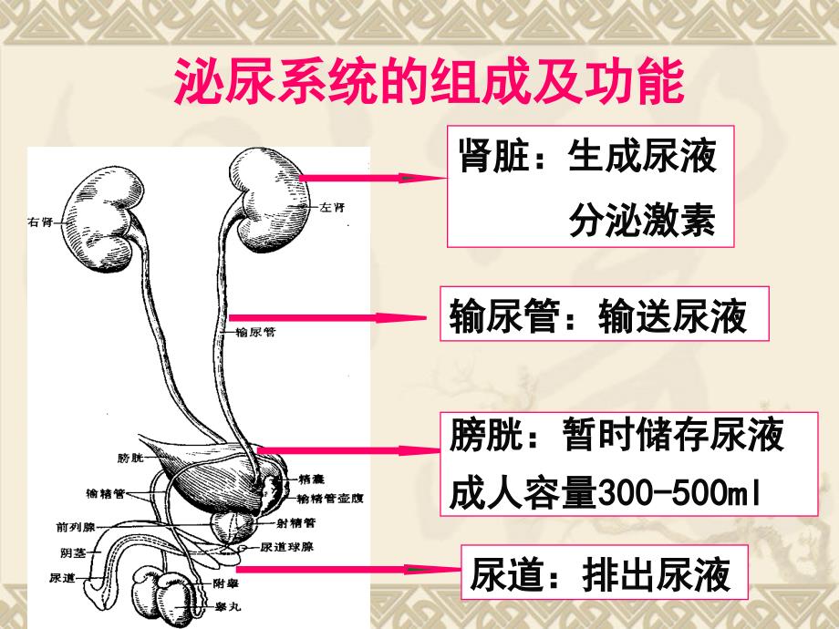 泌尿系统常见症状体征的护理ppt课件_第3页