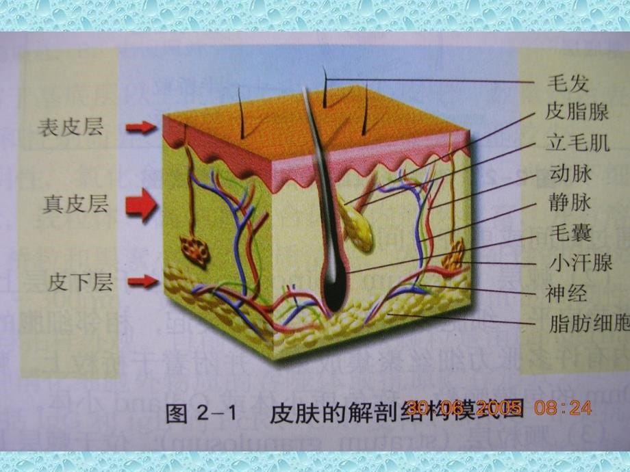 皮肤病总论ppt课件_第5页