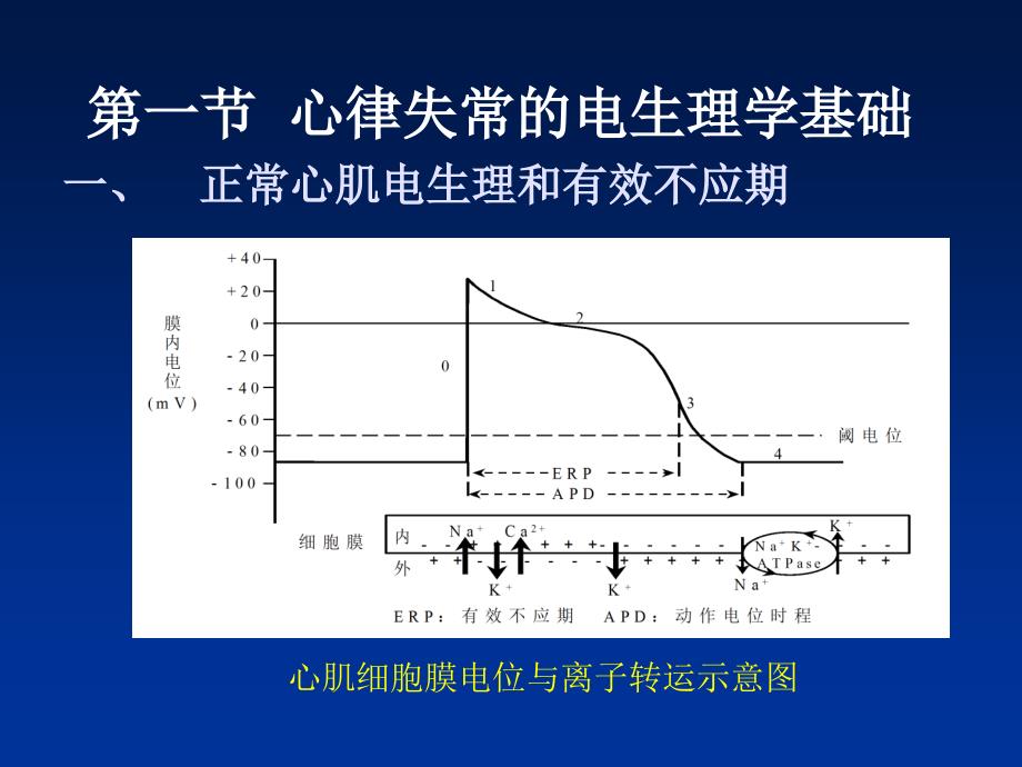 抗心律失常药ppt课件_第4页