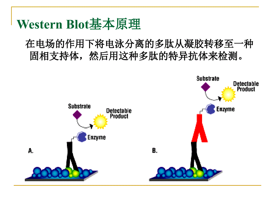 蛋白质杂交_第3页