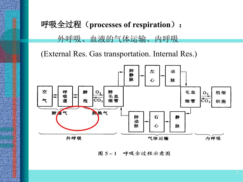 呼吸功能衰竭ppt课件_第2页