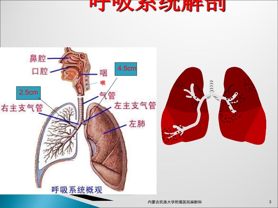 呼吸系统解剖与麻醉ppt课件_第3页