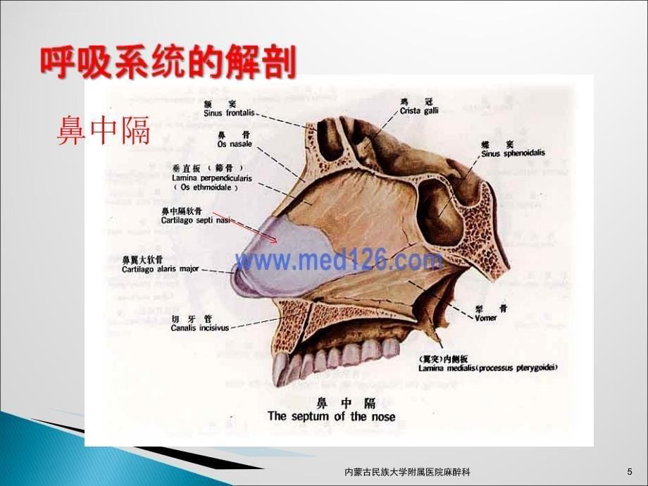 呼吸系统解剖与麻醉ppt课件_第5页