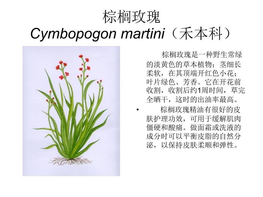 芳香植物资源6_第1页