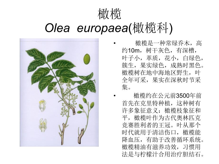 芳香植物资源6_第3页