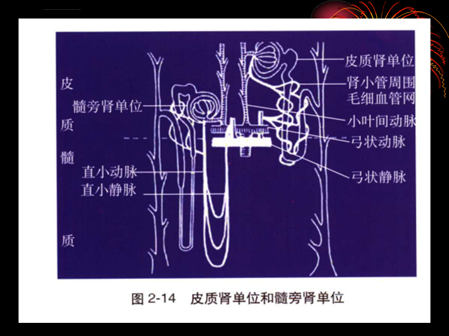 原发性肾小球疾病临床与病理ppt课件_第3页