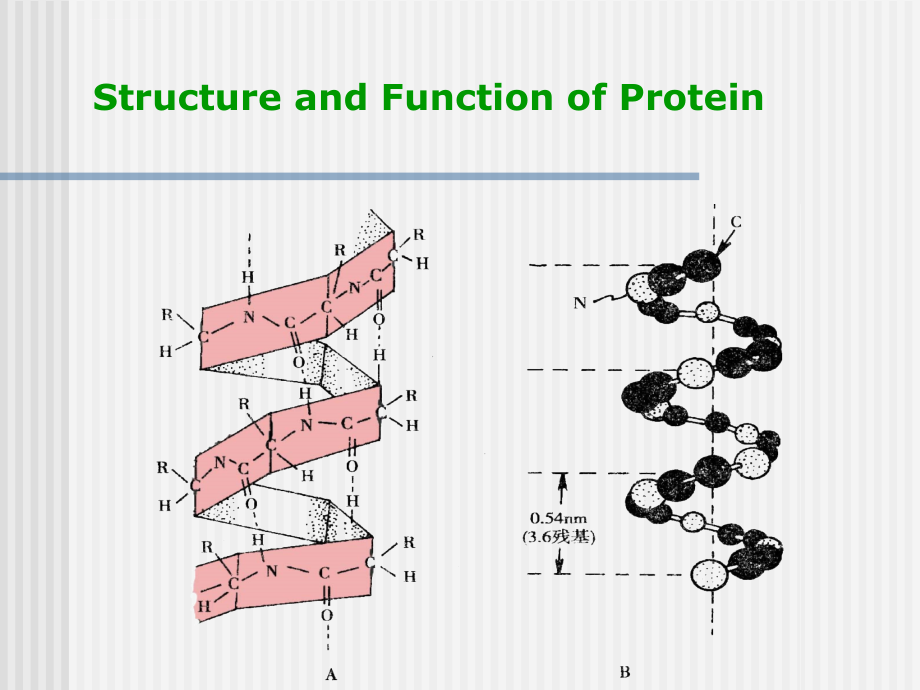 分子生物学-蛋白质ppt课件_第3页