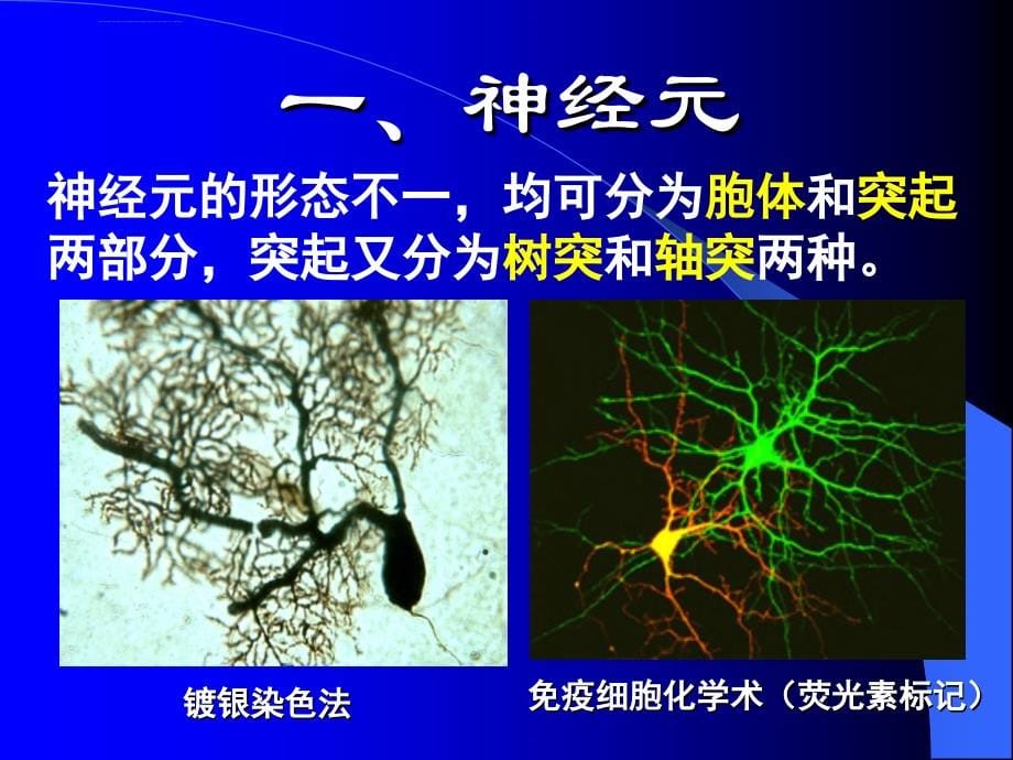 组织与胚胎学神经组织ppt课件_第5页