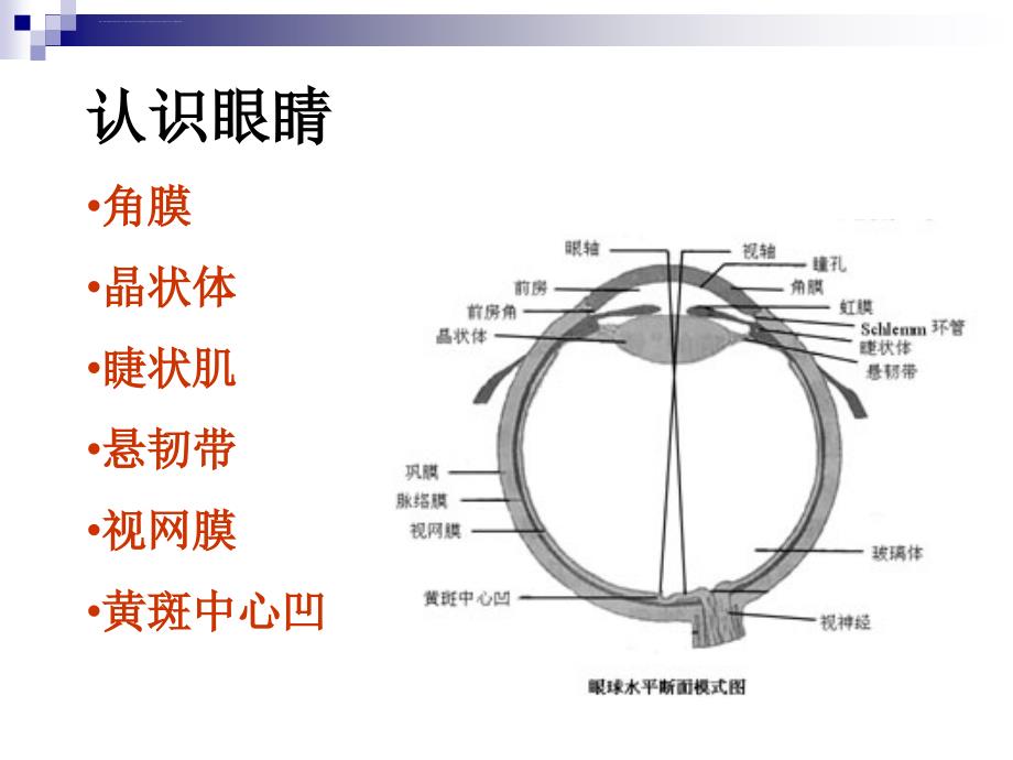 社区儿童早期视力筛查方法讲义ppt课件_第3页