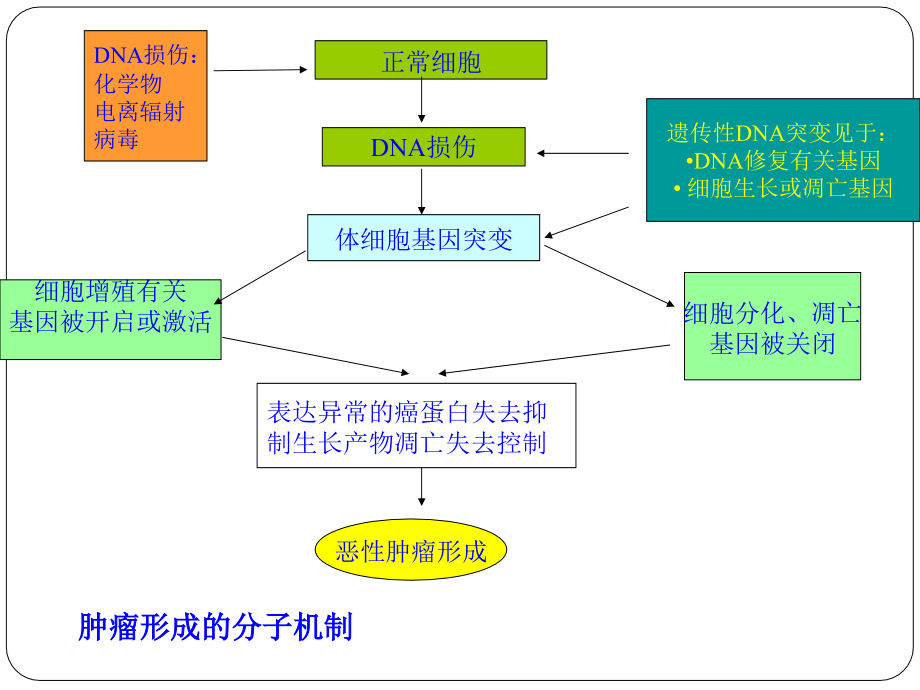 医学ppt--抗肿瘤抗生素_第4页