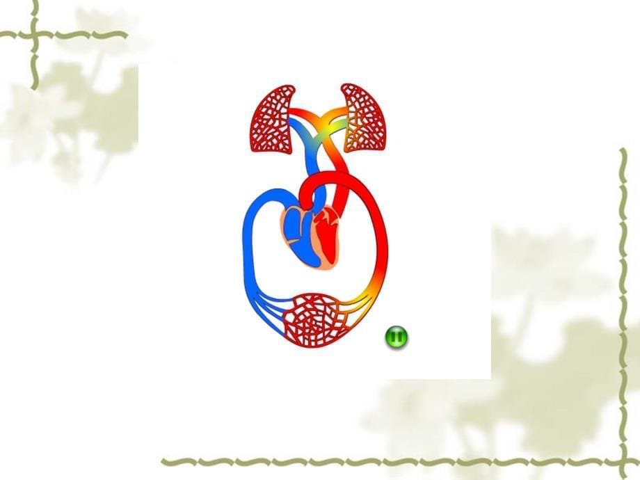 心脏与血液循环五年级苏教版科学ppt课件_第5页