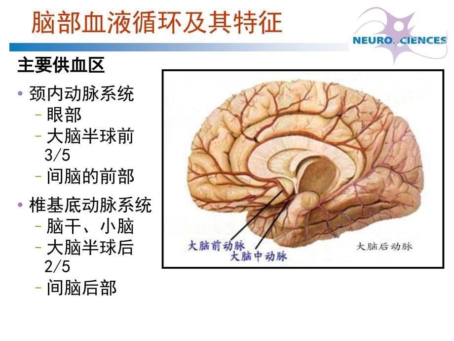 脑血管疾病概论ppt课件_第5页