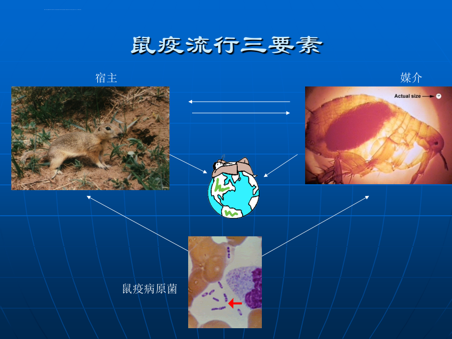 鼠疫概述及诊断治疗ppt课件_第3页