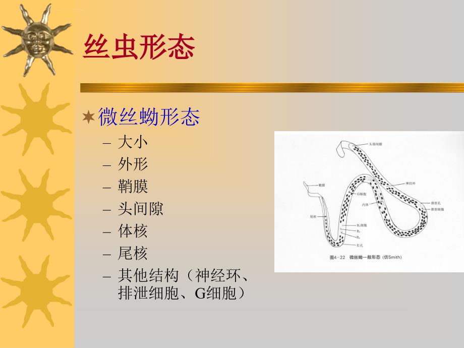 寄生虫学第四讲丝、肝ppt课件_第4页
