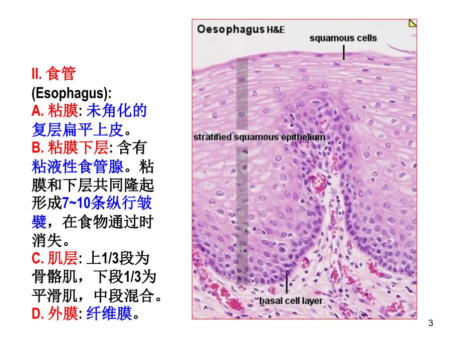 消化管道的一般结构_第3页