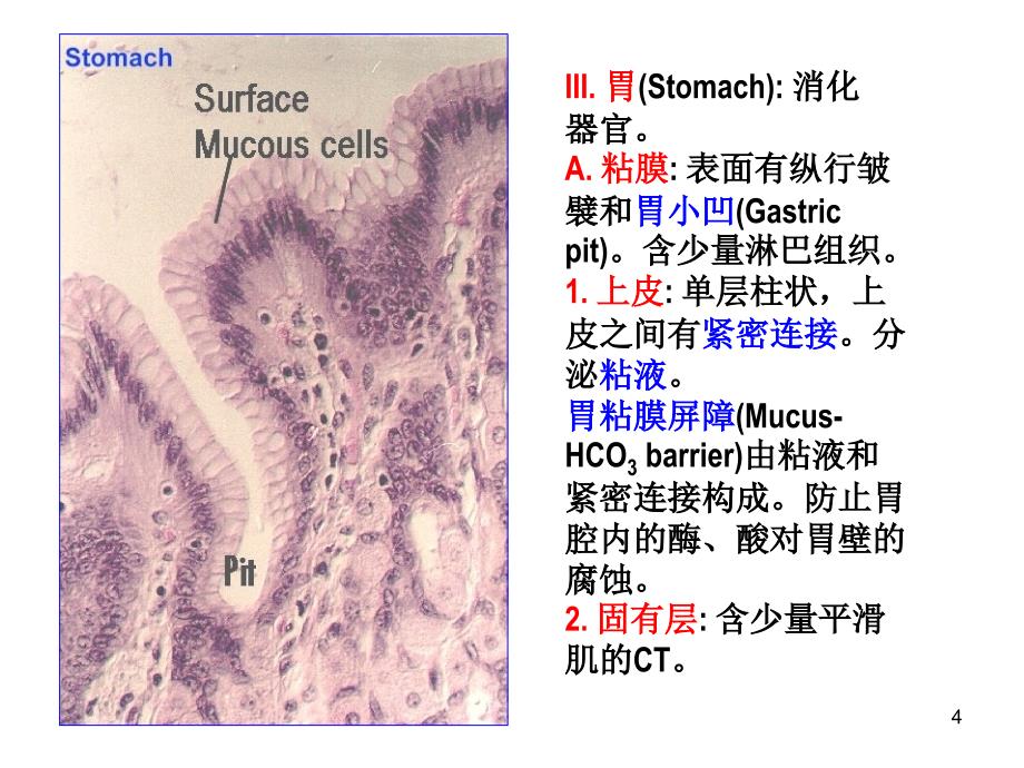 消化管道的一般结构_第4页