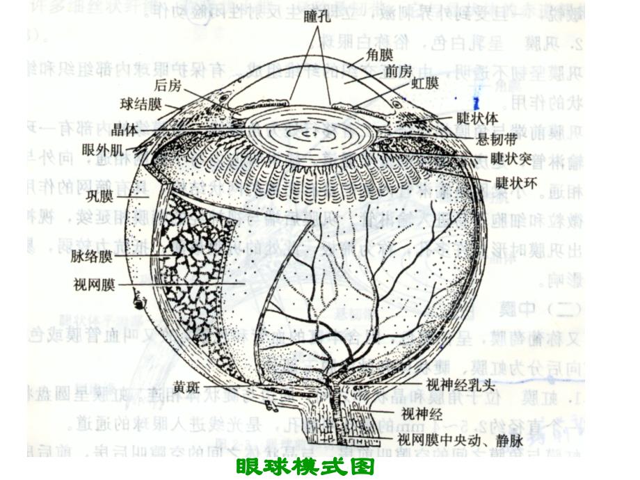 眼科知识与低视力常识ppt课件_第4页