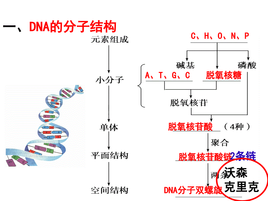 dna分子的结构与复制ppt课件_第2页