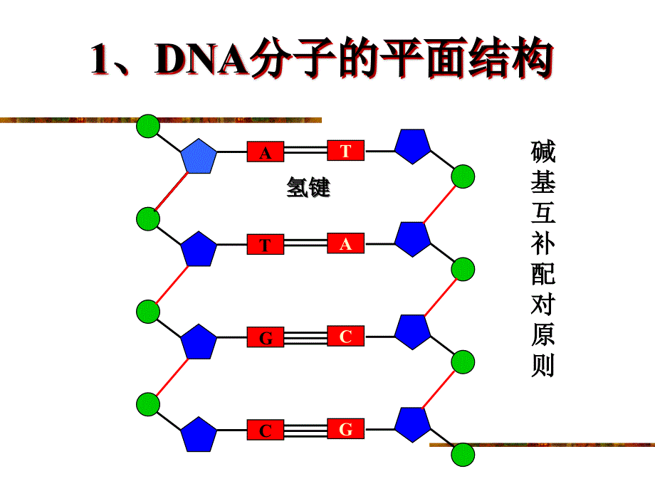 dna分子的结构与复制ppt课件_第4页