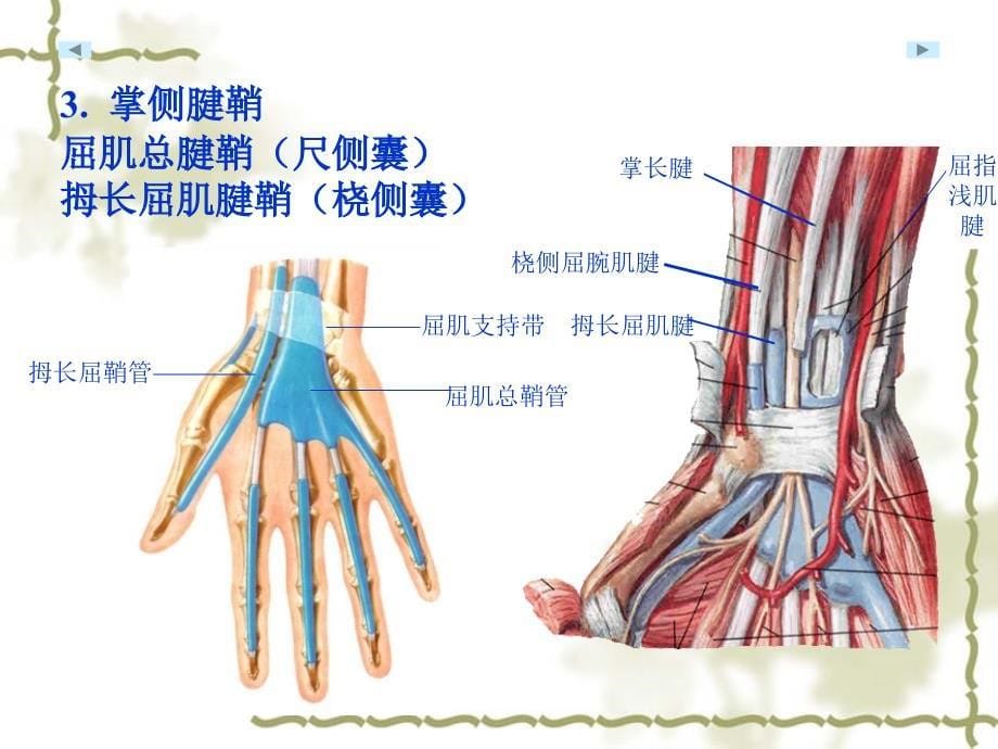 手部相关解剖ppt课件_第5页