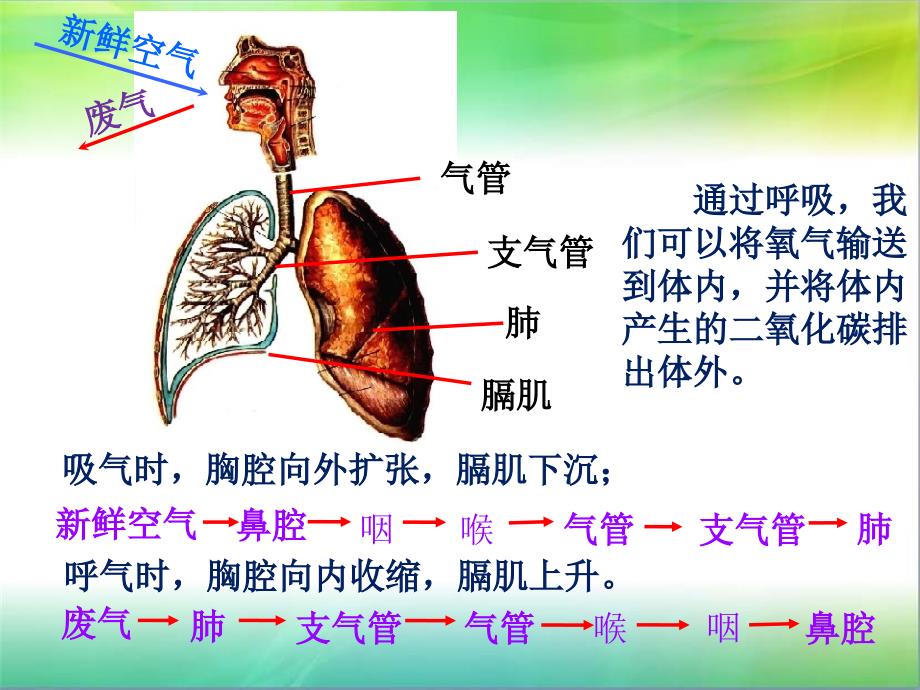 呼吸与交换科学ppt课件_第4页