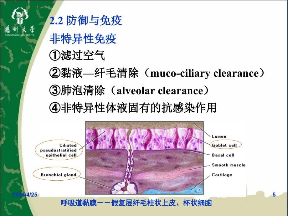 呼吸器官疾病肺炎_第5页