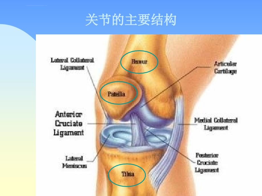 常见膝痛诊断ppt课件_第3页