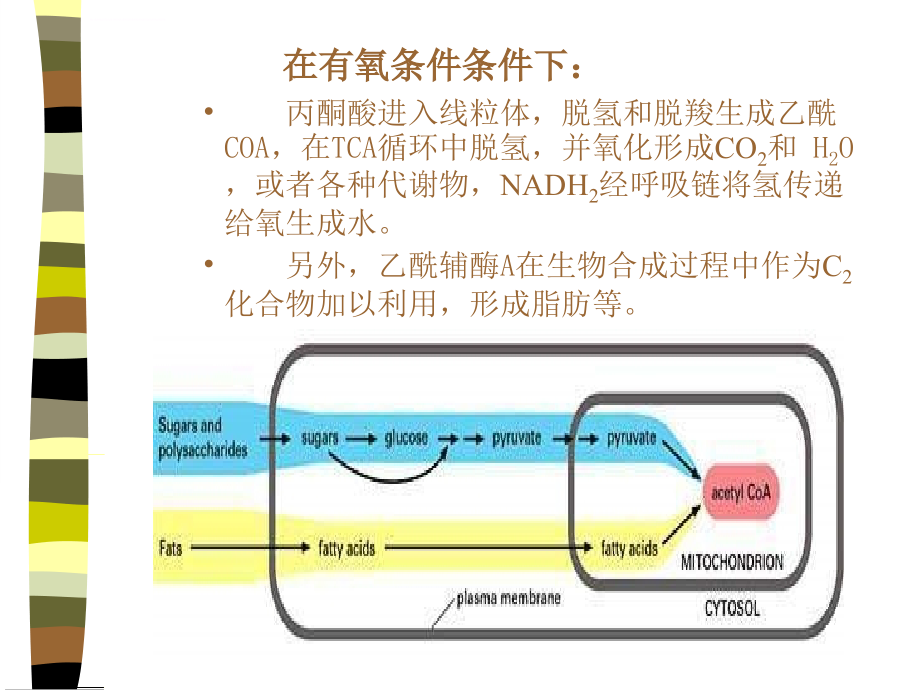 好氧发酵产物积累机制ppt培训课件_第2页