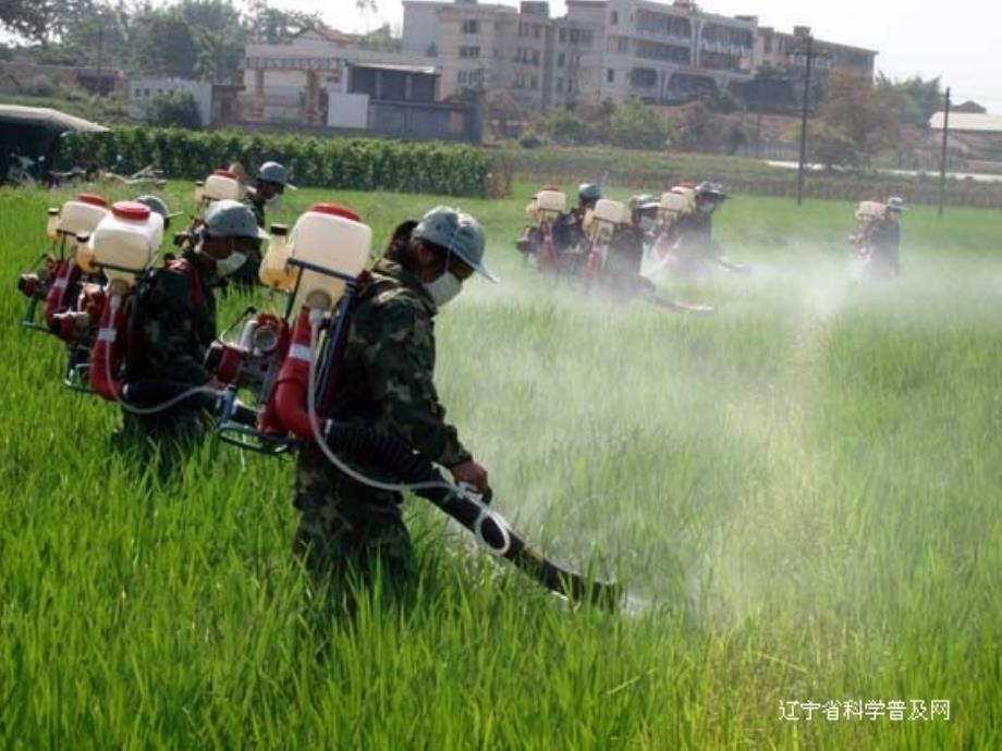 农药标签的识别技巧_第1页
