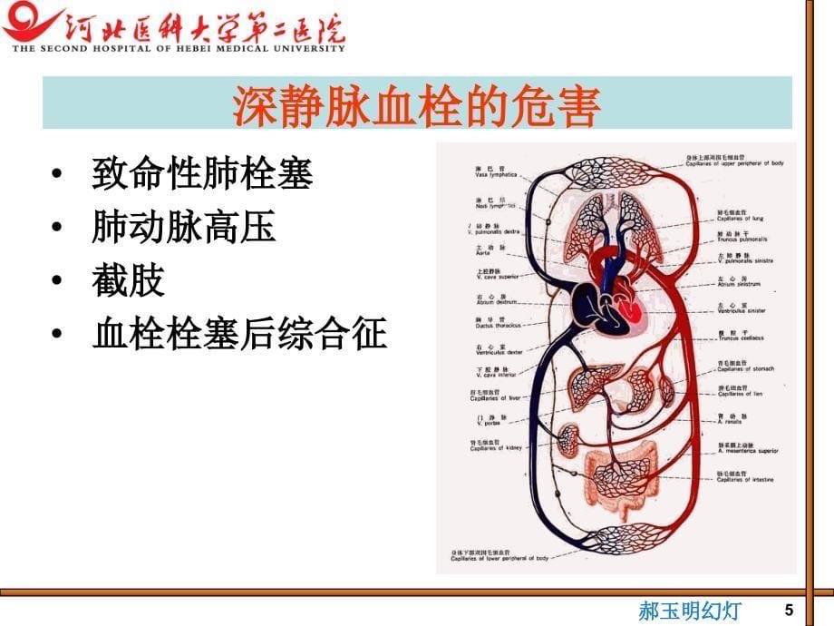 医学ppt--郝玉明深静脉血栓的防治进展_第5页