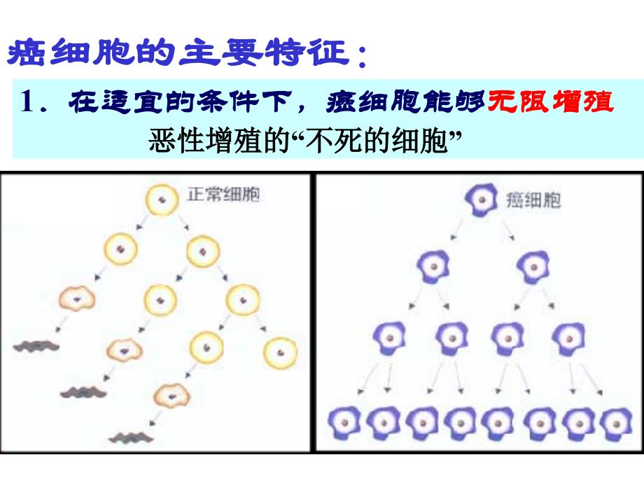 上细胞的癌变2ppt课件_第4页