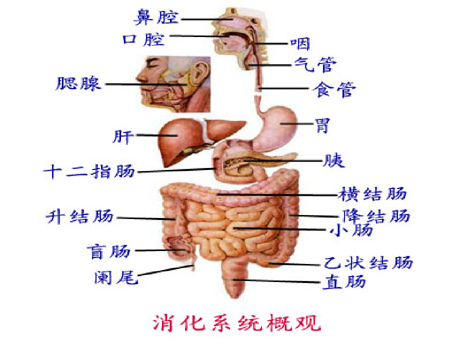 慢性便秘诊断与治疗ppt课件_第3页