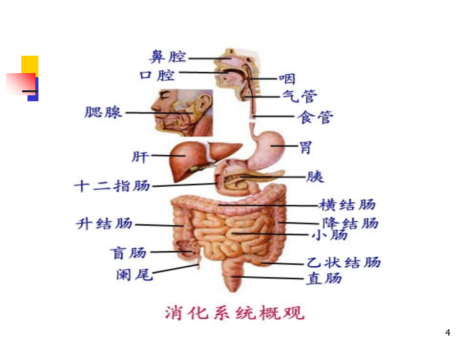 消化总论ppt课件_第4页