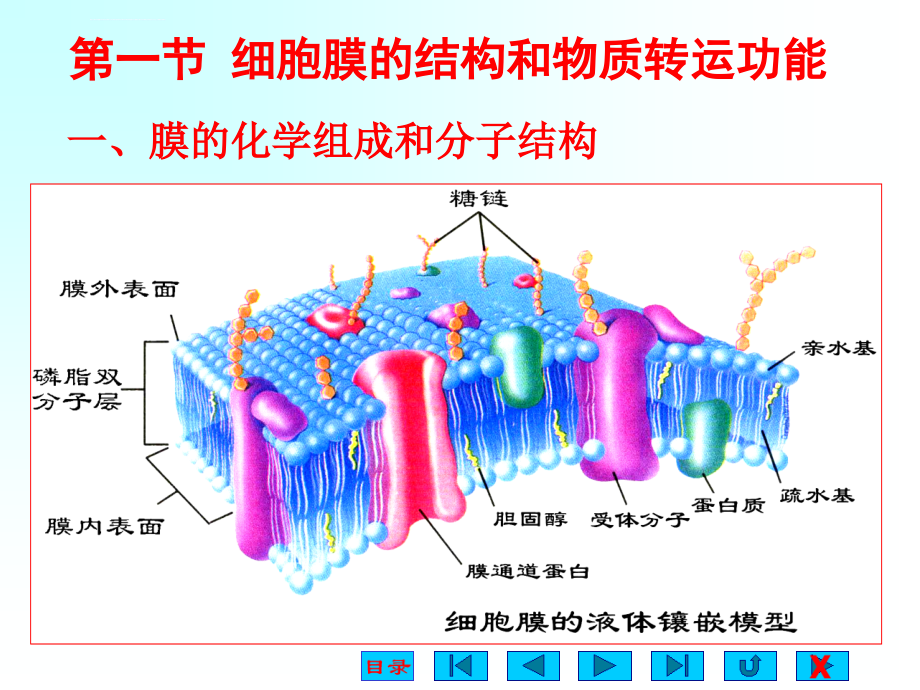 细胞的基本功能课件_第2页