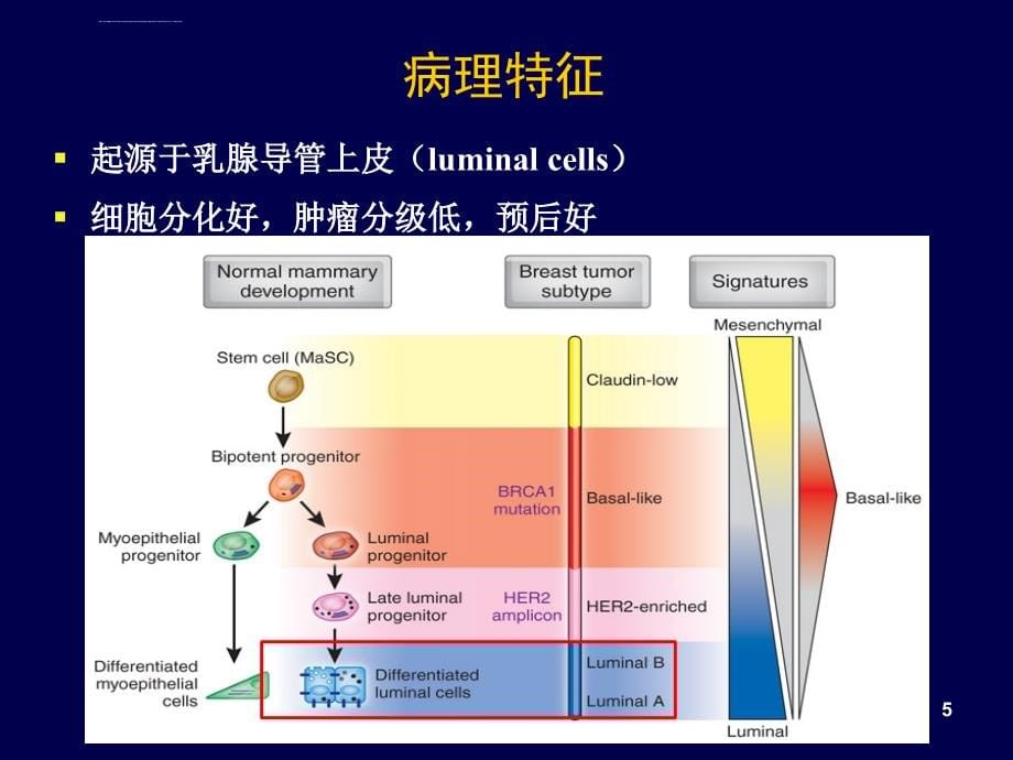 培训资料--乳腺癌内分泌治疗_第5页