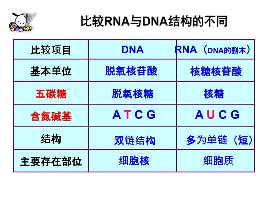 基因指导蛋白质的合成ppt课件_第5页