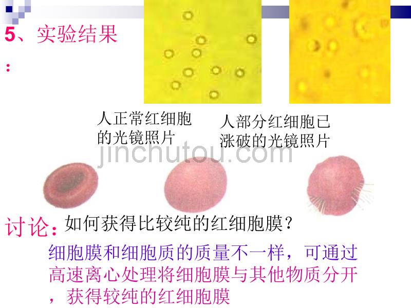 高一生物细胞膜细胞器课件_第5页