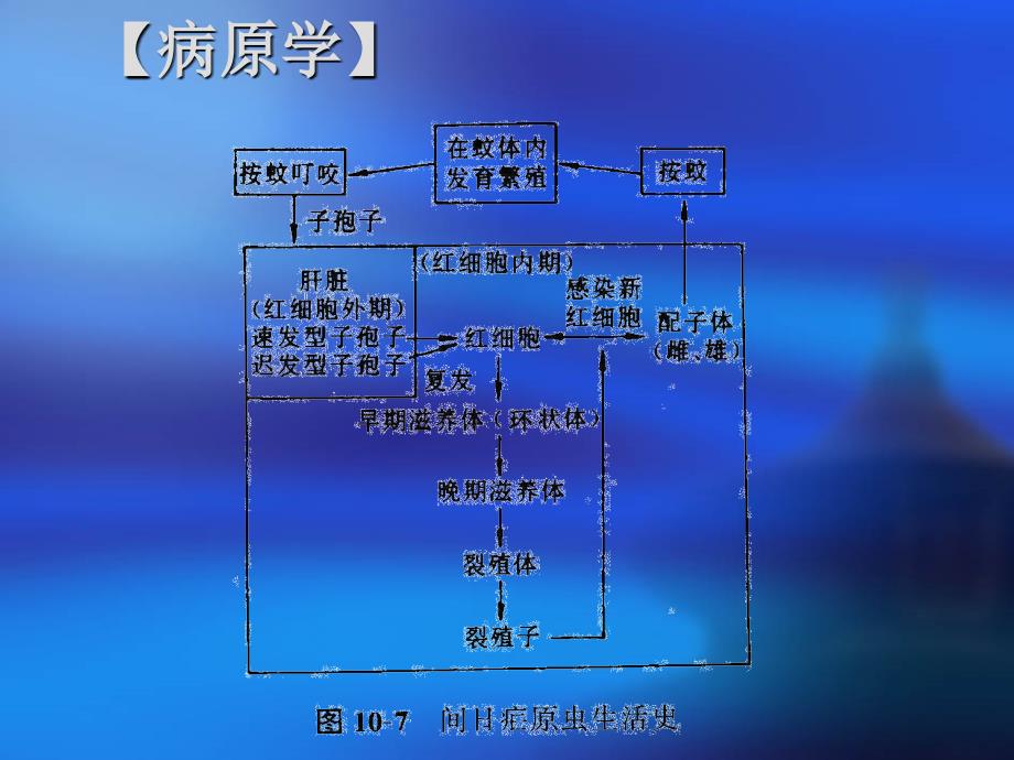 疟疾是由按蚊叮咬传播疟原虫而引起的寄生虫病_第3页