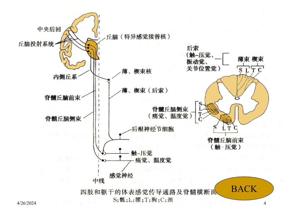 生理学杨莉神经系统功能(二)_第4页