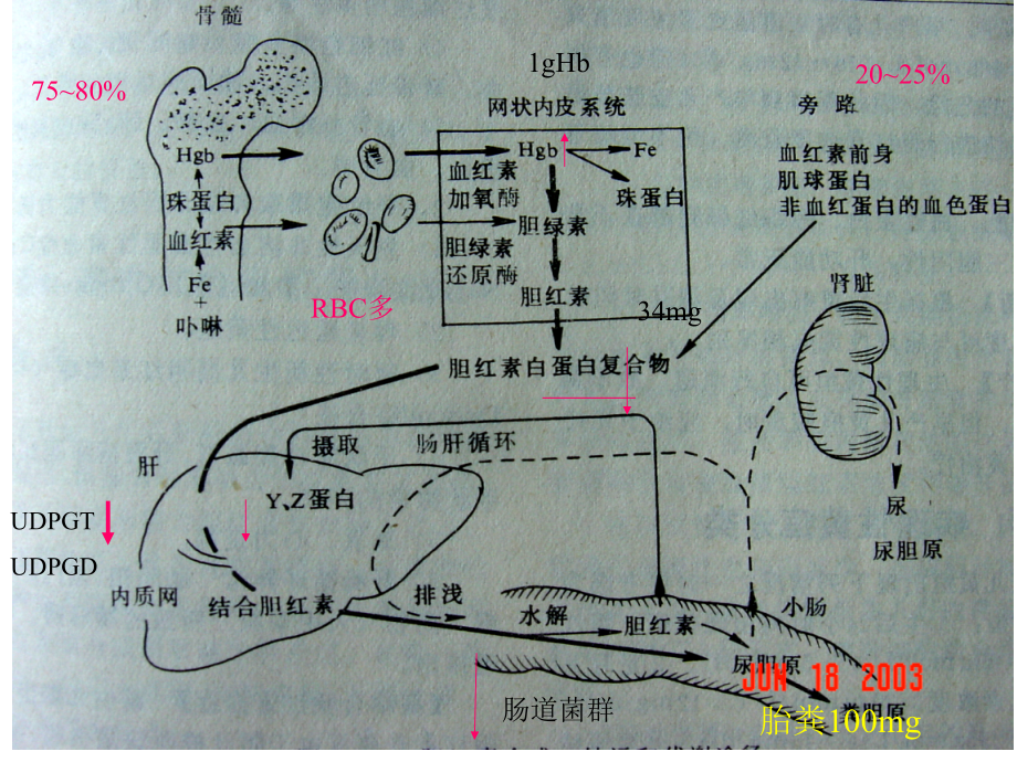 新生儿黄疸的诊治进展2013ppt课件_第4页