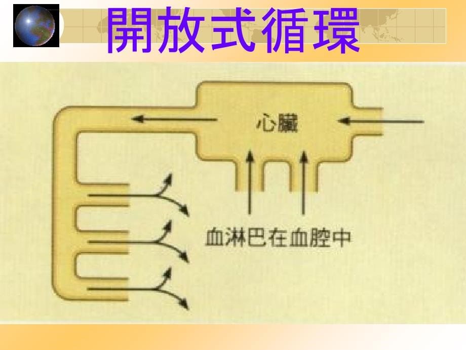 循环系统与养料运输ppt课件_第5页