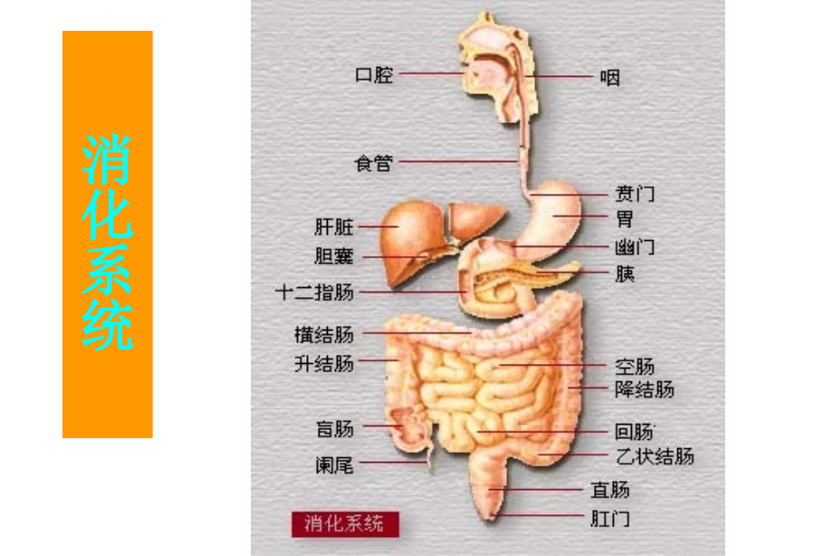 病理学：消化系统ppt课件_第3页