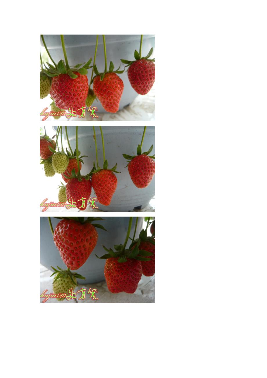 盆栽草莓97699_第3页